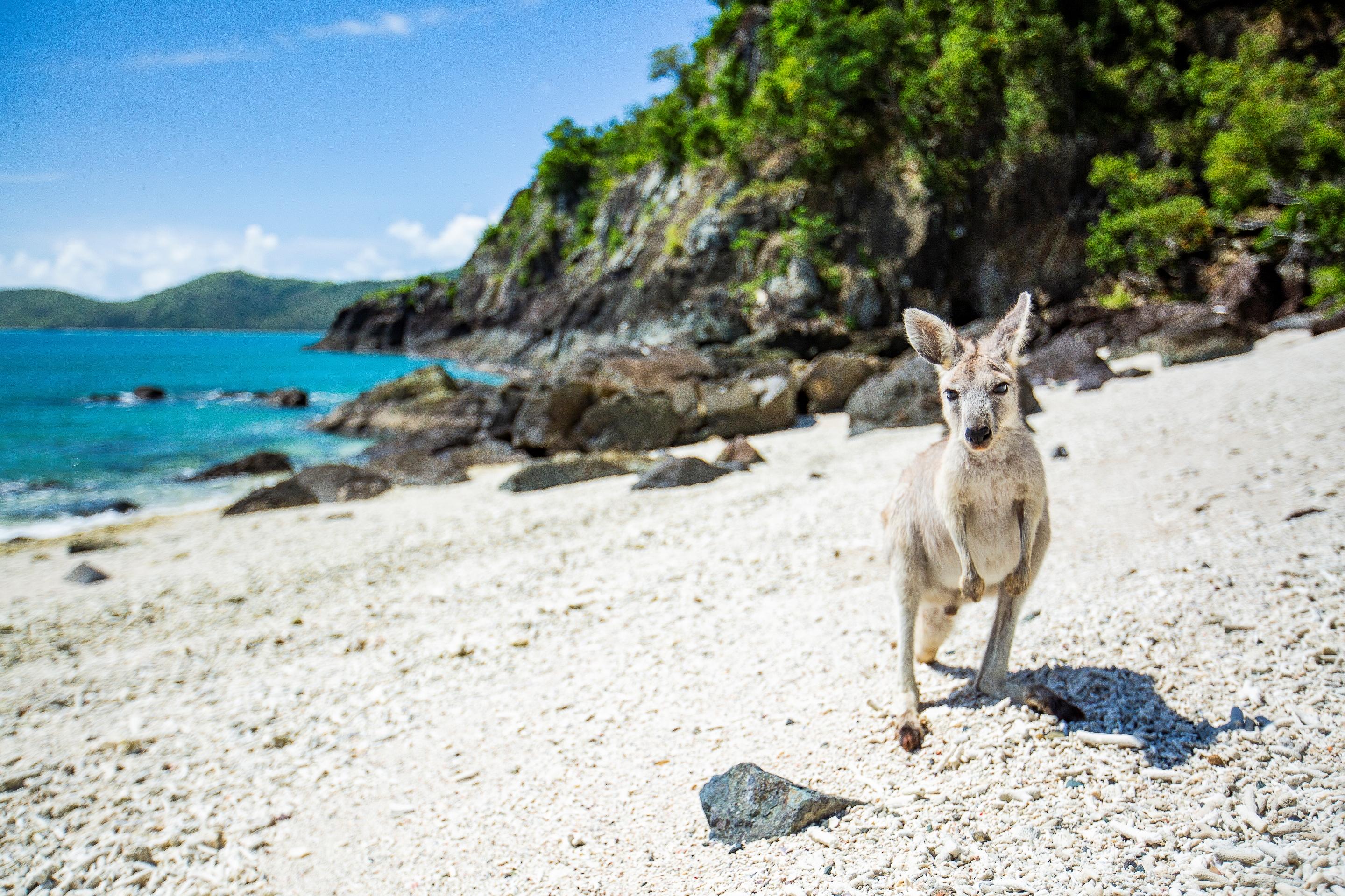 Daydream Island Resort Екстериор снимка